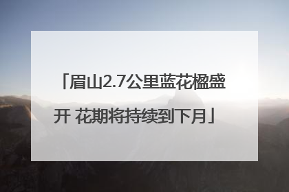 眉山2.7公里蓝花楹盛开 花期将持续到下月