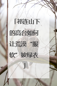 祁连山下的高台如何让荒漠“服软”披绿衣