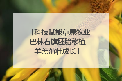 科技赋能草原牧业 巴林右旗胚胎移植羊羔茁壮成长
