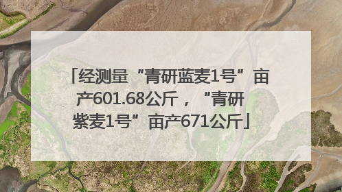 经测量“青研蓝麦1号”亩产601.68公斤，“青研紫麦1号”亩产671公斤