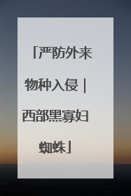 严防外来物种入侵｜西部黑寡妇蜘蛛