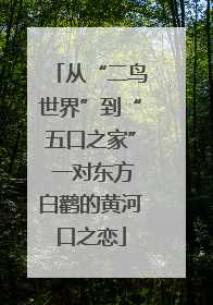 从“二鸟世界”到“五口之家” 一对东方白鹳的黄河口之恋