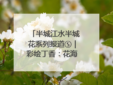 半城江水半城花系列报道⑤｜彩绘丁香：花海映照一座城