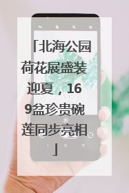 北海公园荷花展盛装迎夏，169盆珍贵碗莲同步亮相