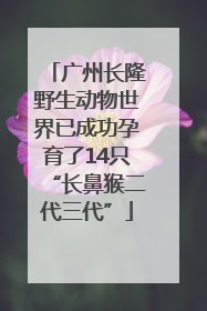 广州长隆野生动物世界已成功孕育了14只“长鼻猴二代三代”
