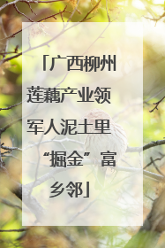 广西柳州莲藕产业领军人泥土里“掘金”富乡邻