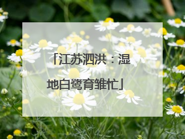 江苏泗洪：湿地白鹭育雏忙