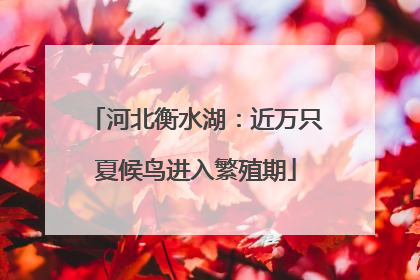 河北衡水湖：近万只夏候鸟进入繁殖期