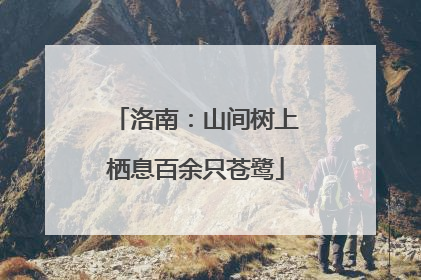 洛南：山间树上栖息百余只苍鹭