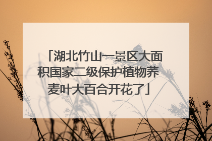 湖北竹山一景区大面积国家二级保护植物荞麦叶大百合开花了