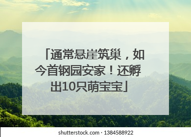 通常悬崖筑巢，如今首钢园安家！还孵出10只萌宝宝