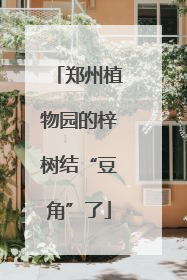 郑州植物园的梓树结“豆角”了