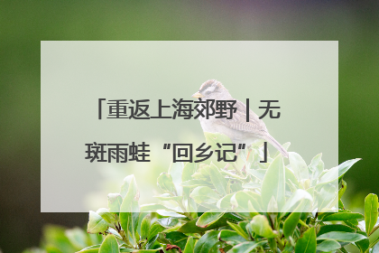 重返上海郊野｜无斑雨蛙“回乡记”