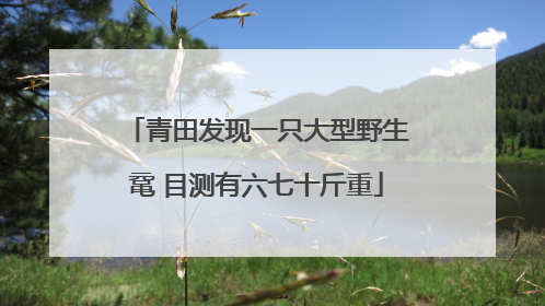 青田发现一只大型野生鼋 目测有六七十斤重