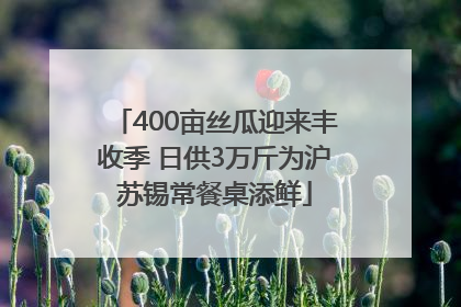 400亩丝瓜迎来丰收季 日供3万斤为沪苏锡常餐桌添鲜
